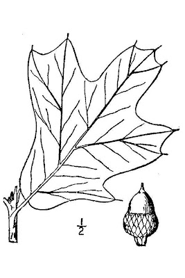 Quercus marilandica,
blackjack oak,
Scrub Oak