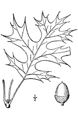 Schneck Oak