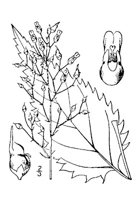 Lance Leaf Figwort