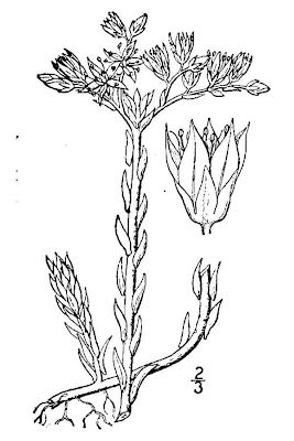 Wormleaf stonecrop