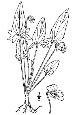 Arrow-leaf Violet Arrow-leaf Violet