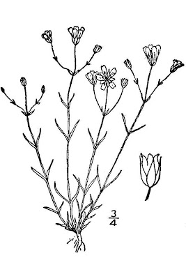 Pitcher's Stitchwort