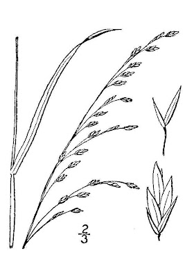 Cluster fescue Cluster fescue