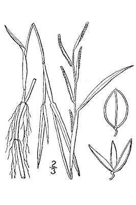 Mudbank Crowngrass