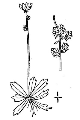 Leafy Stem Saxifrage