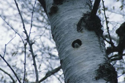 Tachycineta bicolor,
Andorinha-das-&aacute;rvores,
Golondrina bicolor,
hirondelle bicolore,
Rondine arboricola bicolore,
Sumpfschwalbe,
Tree Swallow