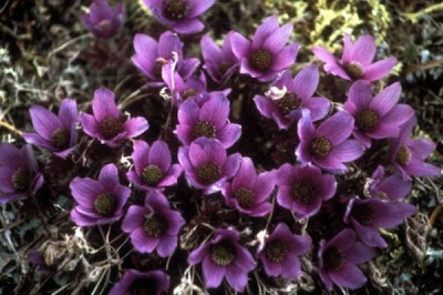 Heimburger's anemone