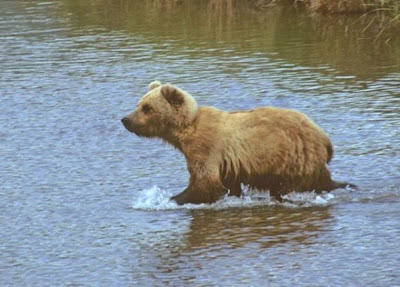 Brown Bear Brown Bear