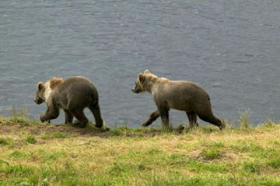 Brown Bear Brown Bear
