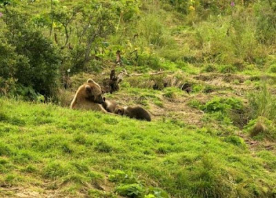 Brown Bear Brown Bear