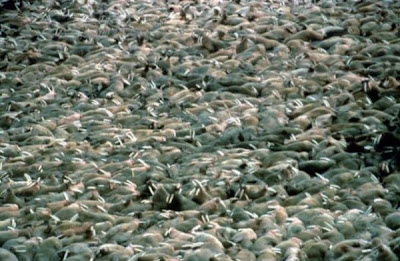 Odobenus rosmarus,
morse,
Walrus