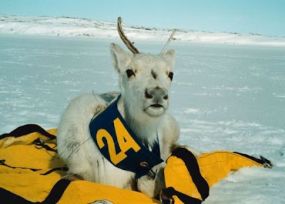 Rangifer tarandus,
caribou,
reindeer