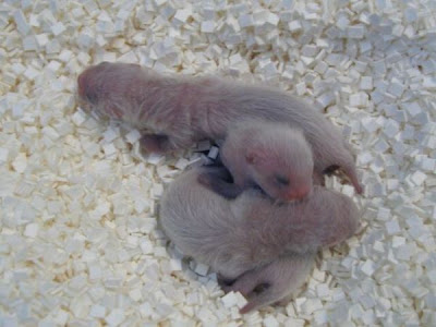 Black-footed Ferret Black-footed Ferret