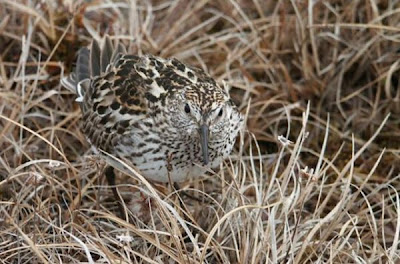 Calidris fuscicollis,
b&eacute;casseau &agrave; croupion blanc,
Correlimos Culiblanco,
Macarico de rabadilha branca,
Piro-piro dorsobianco,
Playero rabadilla blanca,
Wei&szlig;b&uuml;rzel-Strandl&auml;ufer,
White-rumped Sandpiper