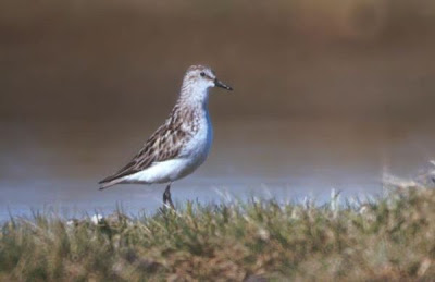 Calidris pusilla,
b&eacute;casseau semipalm&eacute;,
Correlimos Semipalmeado,
Pilrito-semipalmado,
Piro-piro semipalmato,
Playero semipalmeado,
Sandstrandl&auml;ufer,
Semipalmated Sandpiper
