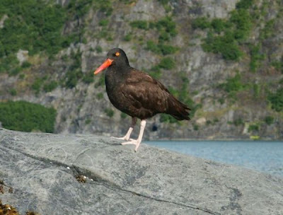 Haematopus bachmani,
Black Oystercatcher,
Ostrero negro