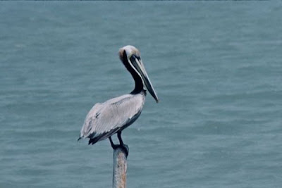 Brown Pelican Brown Pelican