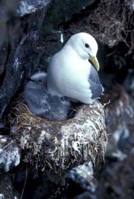 Black-legged Kittiwake Black-legged Kittiwake