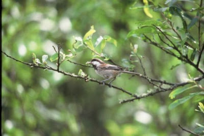 Chestnut-backed Chickadee Chestnut-backed Chickadee