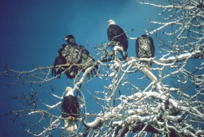 Bald Eagle Bald Eagle
