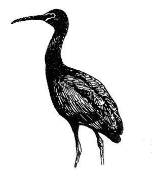 Glossy Ibis Glossy Ibis