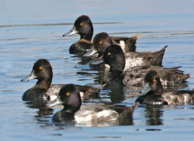Aythya marila,
Bergente,
fuligule milouinan,
Greater Scaup,
Moretta grigia,
Pato boludo-mayor,
Porrón Bastardo,
Zarro-bastardo Aythya marila,
Bergente,
fuligule milouinan,
Greater Scaup,
Moretta grigia,
Pato boludo-mayor,
Porrón Bastardo,
Zarro-bastardo