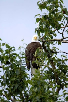 Bald Eagle Bald Eagle