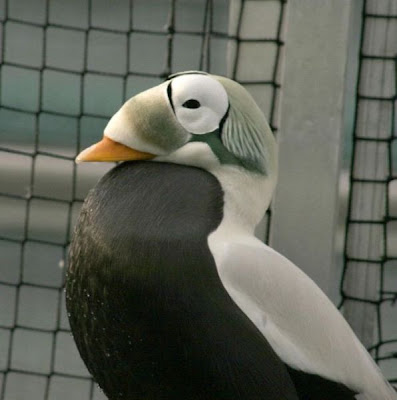 Eider-de-lunetas Eider-de-lunetas