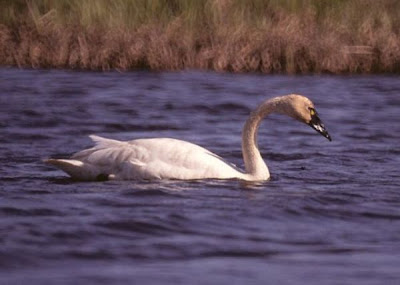 Cisne de tundra Cisne de tundra