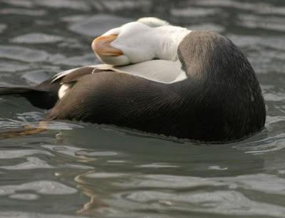 Eider-de-lunetas Eider-de-lunetas