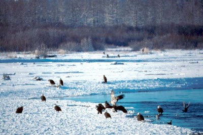 Bald Eagle Bald Eagle