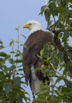 Bald Eagle Bald Eagle