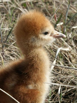 Grus canadensis,
Grou do Canad&aacute;,
Gru canadese,
grue du Canada,
Grulla Canadiense,
Grulla gris,
Kanadakranich,
Sandhill Crane