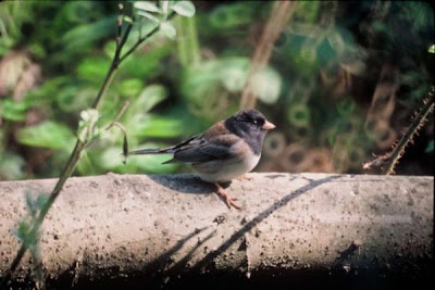 Junco hyemalis,
Dark-eyed Junco,
junco ardois&eacute;,
junco ardois&Uacute;,
Junco occhiscuri,
Junco ojo oscuro,
Junco Pizarroso,
Junko