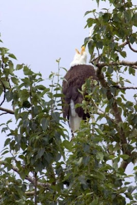 Bald Eagle Bald Eagle