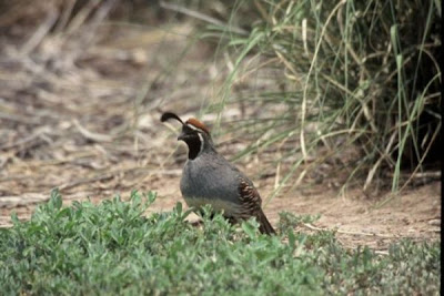 Callipepla gambelii,
Codorniz chiquiri,
Gambel's Quail
