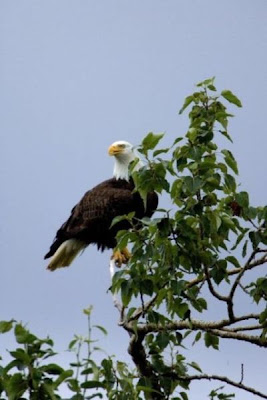 Bald Eagle Bald Eagle