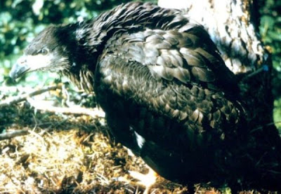 Bald Eagle Bald Eagle