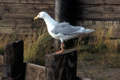 Gabbiano glauco del Pacifico