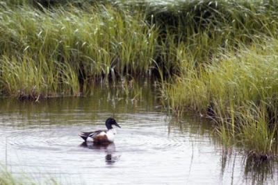 Canard souchet Canard souchet