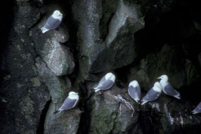 Black-legged Kittiwake Black-legged Kittiwake