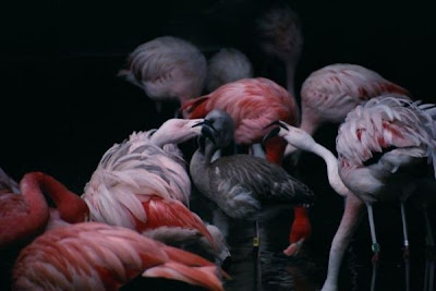 Flamant rose
