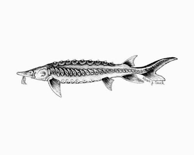 Acipenser brevirostrum,
shortnose sturgeon