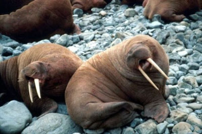 Odobenus rosmarus,
morse,
Walrus
