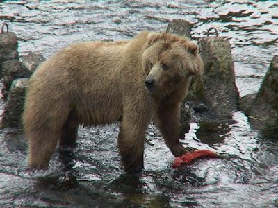 Brown Bear Brown Bear