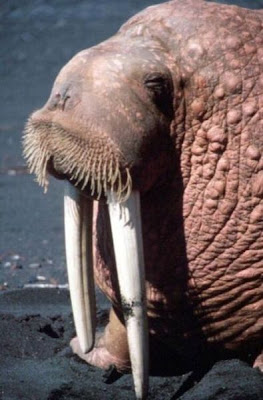 Odobenus rosmarus,
morse,
Walrus
