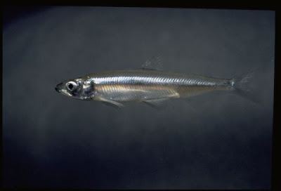 Delta smelt