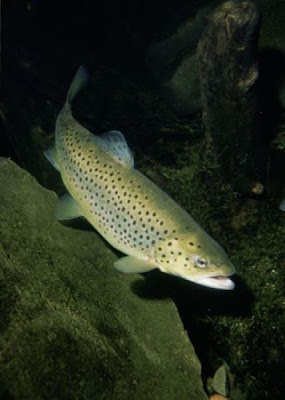 Brown trout Brown trout