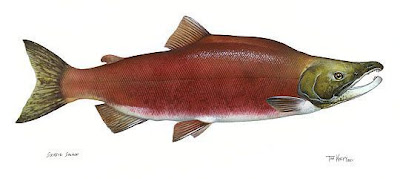 Kokanee Kokanee