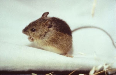 Zapus hudsonius preblei,
Preble's meadow jumping mouse